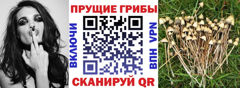 Галлюциногенные грибы мицелий  где продают   Советская Гавань 